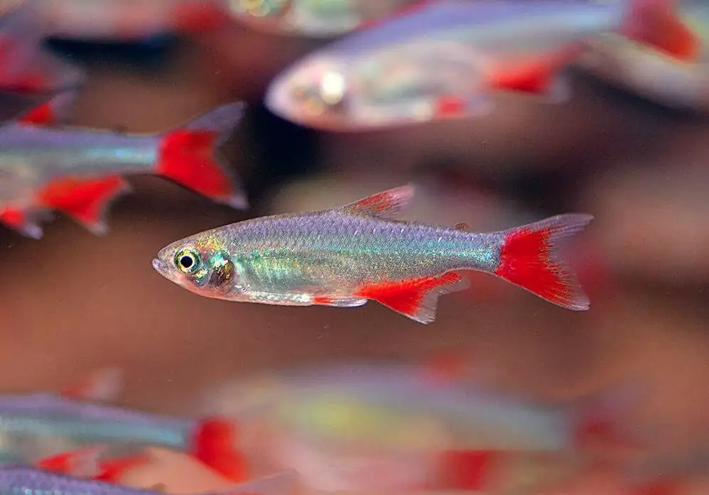 40 Coolest Freshwater Aquarium Fish 2024: For All Fish Keepers